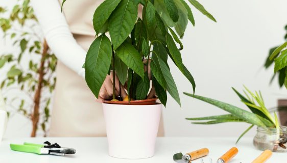 5 types de pots de fleurs idéaux pour l'intérieur