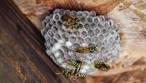 Traitement contre les guêpes