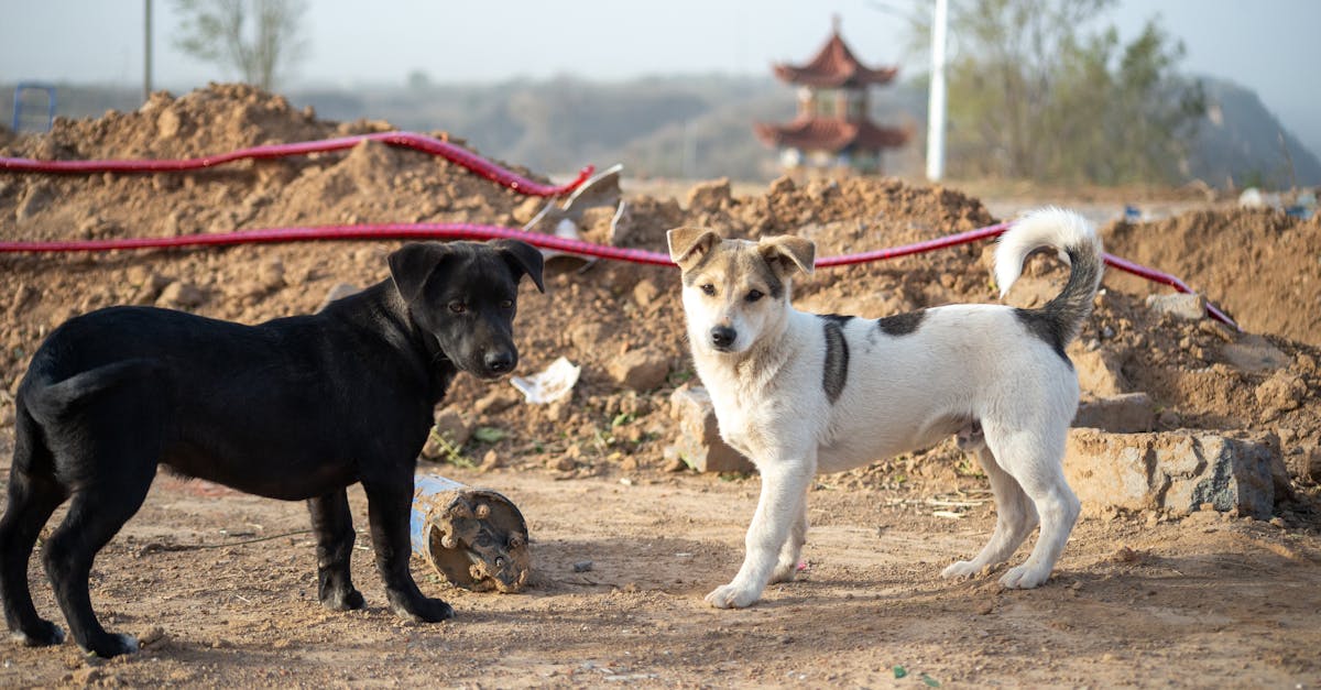 découvrez les raisons d'un refus de permis de construire et les démarches à suivre pour contester cette décision ou déposer une nouvelle demande.