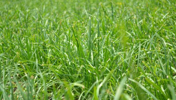 découvrez les différences entre les engrais pour pelouse biologiques et chimiques, leurs avantages, inconvénients et impact sur l'environnement pour choisir la meilleure option pour votre jardin.