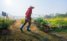 découvrez les techniques efficaces de désherbage manuel pour maintenir votre jardin propre et sain sans utiliser de produits chimiques.