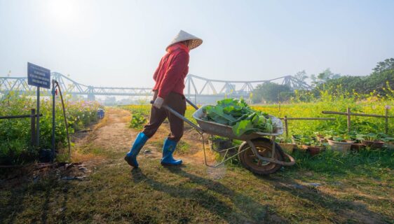 découvrez les techniques efficaces de désherbage manuel pour maintenir votre jardin propre et sain sans utiliser de produits chimiques.