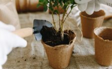 terreau sans tourbe : une alternative écologique et durable pour jardiner tout en préservant les écosystèmes.