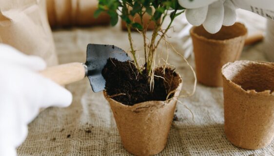 terreau sans tourbe : une alternative écologique et durable pour jardiner tout en préservant les écosystèmes.