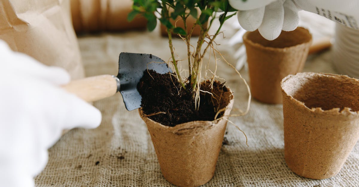 terreau sans tourbe : une alternative écologique et durable pour jardiner tout en préservant les écosystèmes.