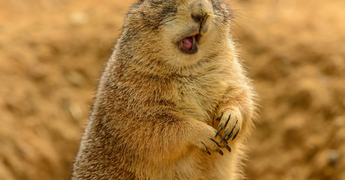 solutions efficaces et durables pour la protection contre les rongeurs afin de préserver votre maison et votre santé.