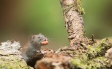 solutions efficaces pour la protection contre les rongeurs : sécurisez votre habitation et protégez votre environnement des nuisibles.