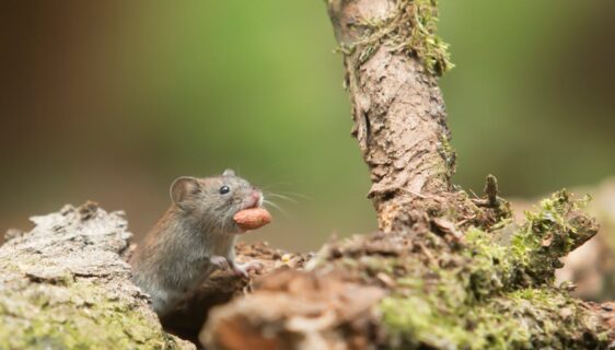 solutions efficaces pour la protection contre les rongeurs : sécurisez votre habitation et protégez votre environnement des nuisibles.