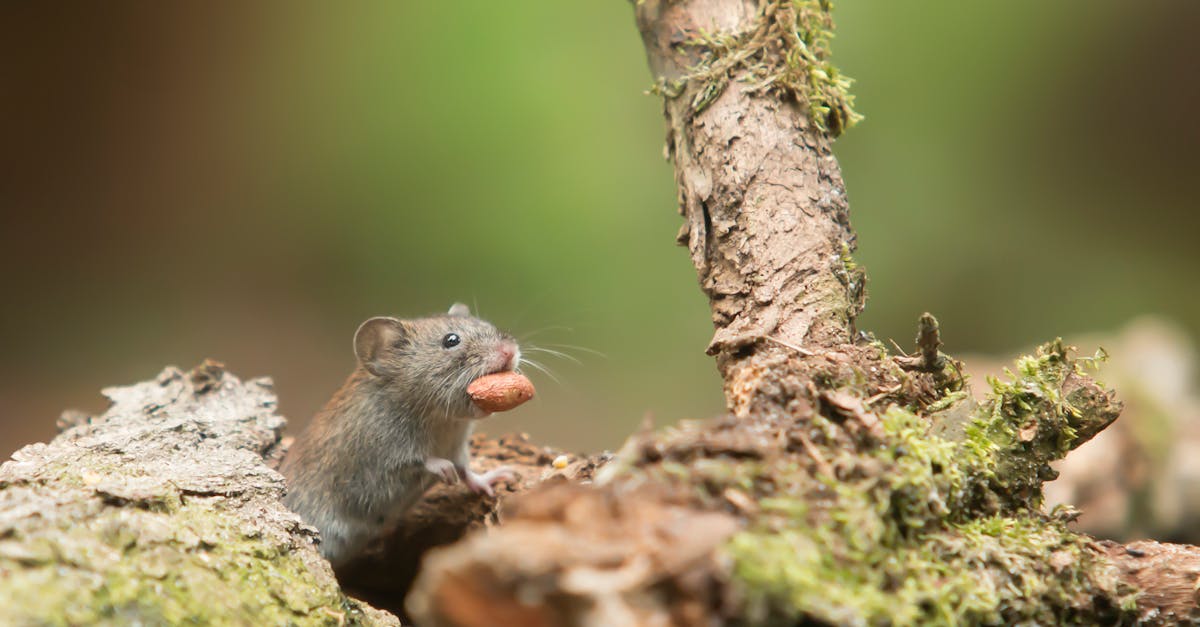 solutions efficaces pour la protection contre les rongeurs : sécurisez votre habitation et protégez votre environnement des nuisibles.