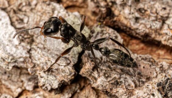 Extermination des fourmis charpentières