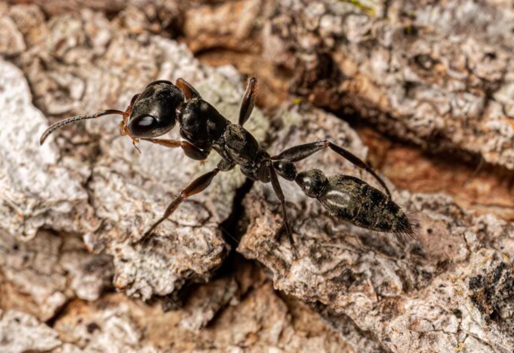 Extermination des fourmis charpentières