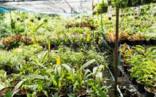 production en pépinière