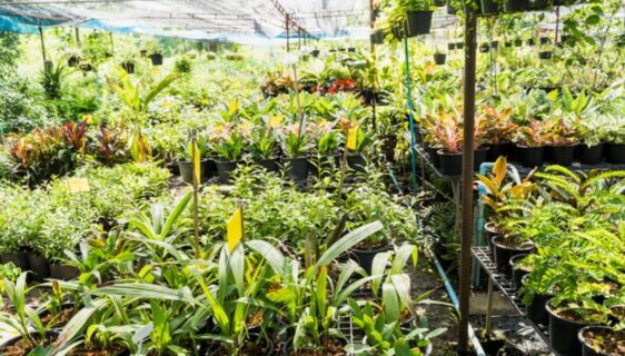 production en pépinière