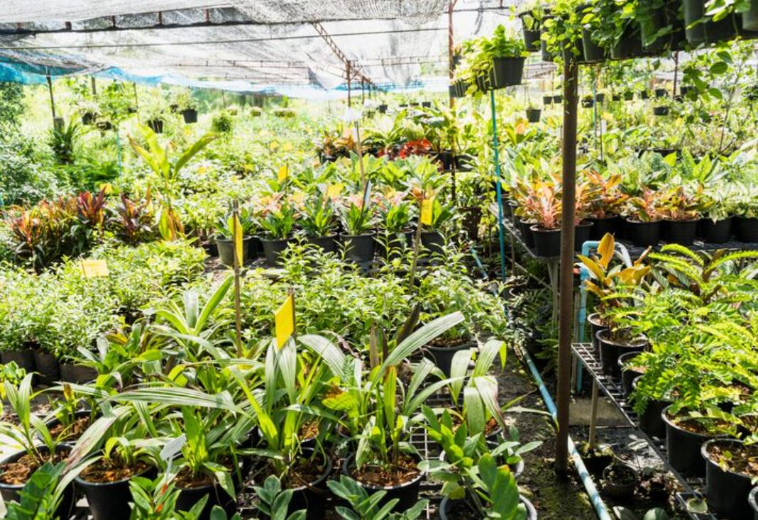 production en pépinière